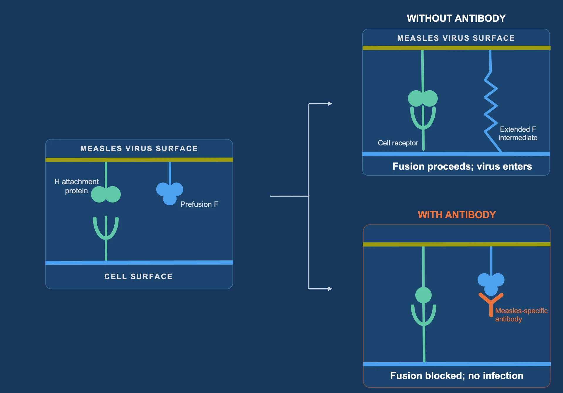 Measles entry mechanism. Left: the measles virus surface displays the H attachment protein bound to its cell receptor and the prefusion F protein. Without antibody, F extends into the host membrane and fusion proceeds so the virus enters. With a measles-specific antibody bound to F, fusion is blocked and no infection occurs.